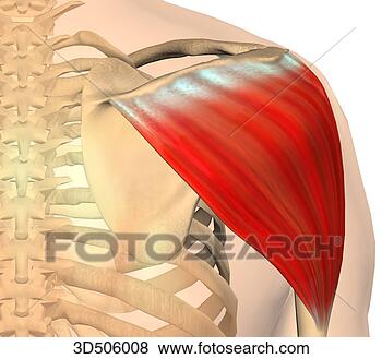 deltoid muscle guise