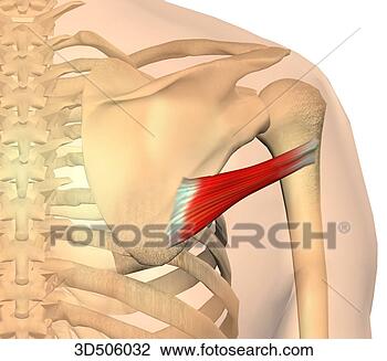 Clip Art - posterior view 
of the teres minor 
muscle with bony 
attachments. fotosearch 
- search clipart, 
illustration, 
drawings and vector 
eps graphics images