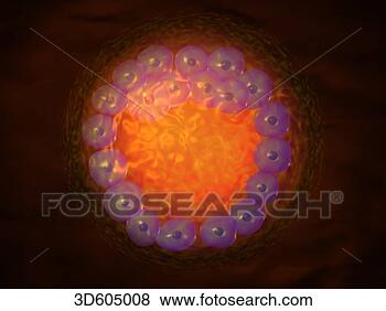 Stock Illustration - fertilized human 
egg (zygote) having 
reached the blastocyst 
stage. fotosearch 
- search clipart, 
illustration, 
drawings and vector 
eps graphics images