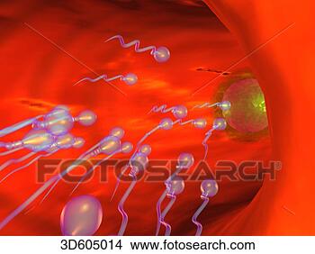 Stock Illustration - view within uterine 
(fallopian) tube 
showing spermatozoa 
migrating. fotosearch 
- search clipart, 
illustration, 
drawings and vector 
eps graphics images