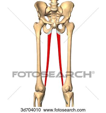 Stock Illustrations of Anterior view of the thigh showing the gracilis