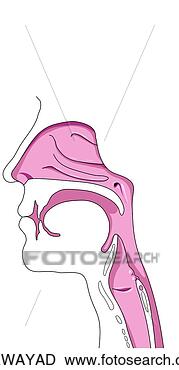 Klipart - adult, airway. 
fotosearch - klipart 
İlüstrasyon, çizimler 
ve görüntüler 
ara
