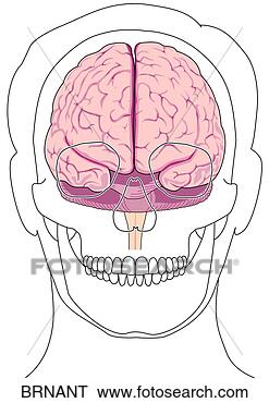 Hazır İlüstrasyonlar - anterior, brain, 
skull. fotosearch 
- klipart İlüstrasyon, 
çizimler ve görüntüler 
ara