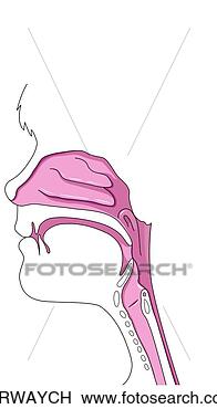 Klip Art - child, airway. 
fotosearch - klipart 
İlüstrasyon, çizimler 
ve görüntüler 
ara