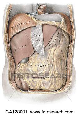 Clipart - anterior view 
of abdominal cavity, 
 skin and musles 
of anterior. fotosearch 
- search clipart, 
illustration, 
drawings and vector 
eps graphics images
