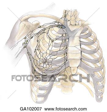 Stock Illustration - anterior view 
of the female 
thorax region 
illustrating the 
lymphatic. fotosearch 
- search clipart, 
illustration, 
drawings and vector 
eps graphics images
