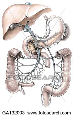Drawing - anterior view 
of the portal 
venous system. 
fotosearch - search 
clipart, illustration, 
drawings and vector 
eps graphics images