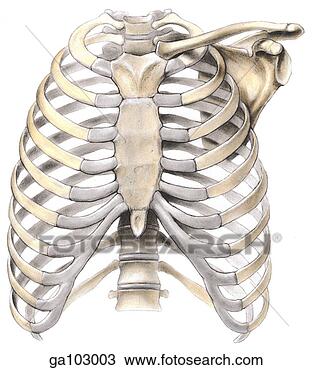 Drawing of Anterior view of the bony thorax showing the rib cage