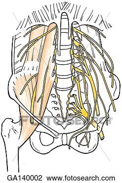 Clip Art - illustration of 
the posterior 
abdominal area 
showing the nerves 
of. fotosearch 
- search clipart, 
illustration, 
drawings and vector 
eps graphics images