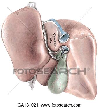 Clipart - inferior and posterior 
surfaces of liver, 
removed from body. 
fotosearch - search 
clipart, illustration, 
drawings and vector 
eps graphics images
