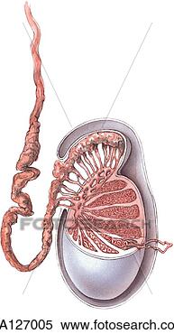 Stock Illustration - schematic drawing 
of vertical section 
of structure of 
epididymis and. 
fotosearch - search 
clipart, illustration, 
drawings and vector 
eps graphics images