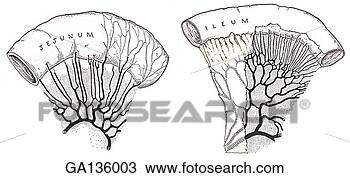 Drawing - simple drawing 
of external views 
of jejunum (left) 
and ileum (right). 
fotosearch - search 
clipart, illustration, 
drawings and vector 
eps graphics images