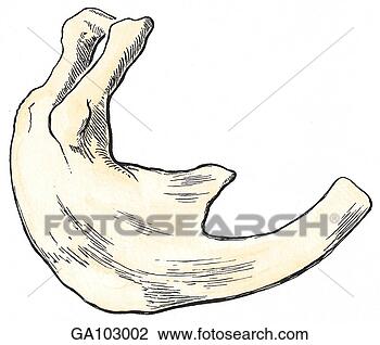 Clip Art - superior view 
of a bifid rib 
where the superior 
component of this 
3rd. fotosearch 
- search clipart, 
illustration, 
drawings and vector 
eps graphics images