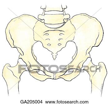 Stock Illustration - anterior view 
of the pelvis, 
 with the lower 
portion of the 
lumbar. fotosearch 
- search clipart, 
illustration, 
drawings and vector 
eps graphics images
