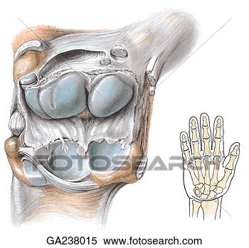 Arquivos de Ilustração - anterior,   vista, 
  superfícies, 
  radiocarpal, 
  (wrist),   joint. 
fotosearch - busca 
de ilustrações 
clipeart e desenhos