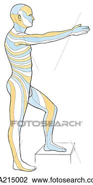 Clip Art - lateral view of 
the dermatomes 
of the body. fotosearch 
- search clipart, 
illustration, 
drawings and vector 
eps graphics images
