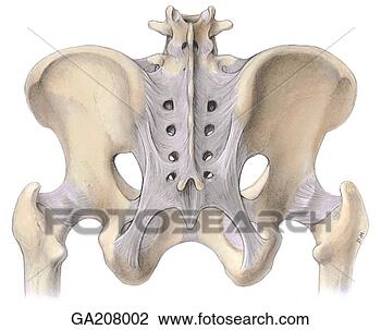 Clip Art - posterior view 
of the ligaments 
of the lumbar 
spine and pelvis. 
fotosearch - search 
clipart, illustration, 
drawings and vector 
eps graphics images
