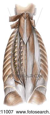 Stock Illustration - posterior view 
of the splenius 
and erector spinal 
muscles of the. 
fotosearch - search 
clipart, illustration, 
drawings and vector 
eps graphics images
