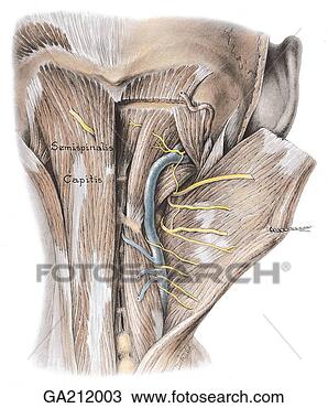 suboccipital headache swelling of handswrist