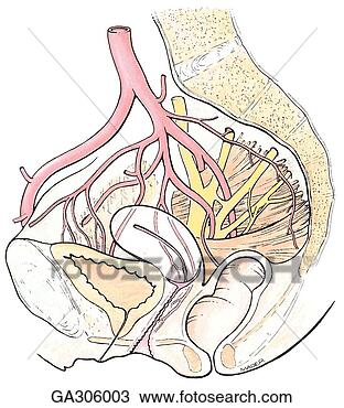 绘图- 动脉, .的, pelvis., 男性, 骨盆, 中部, section.