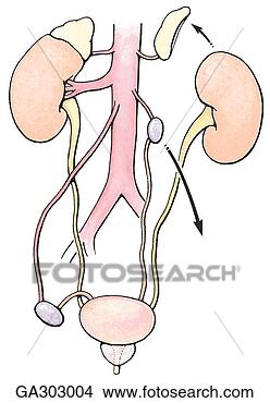 Stock Illustration - b migration of 
the kidneys and 
testis,  anterior 
view this diagram. 
fotosearch - search 
clipart, illustration, 
drawings and vector 
eps graphics images