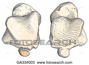 os trigonum spitting