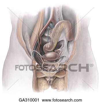 free female genital piercing photos