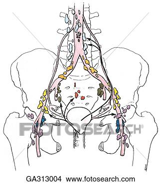 Stock Illustration - lymphatic drainage 
of female pelvis, 
 anterior views 
b uterus. fotosearch 
- search clipart, 
illustration, 
drawings and vector 
eps graphics images