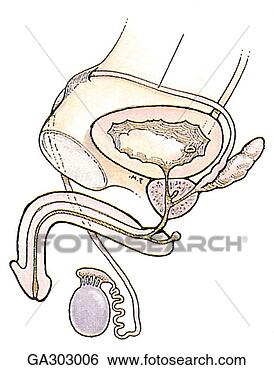 Stock Illustration - male pelvis b 
overview of urogenital 
system, median 
section. fotosearch 
- search clipart, 
illustration, 
drawings and vector 
eps graphics images