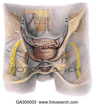 Drawing - male pelvis,  
coronal sections 
through pelvis 
anterior to rectum 
a. fotosearch 
- search clipart, 
illustration, 
drawings and vector 
eps graphics images