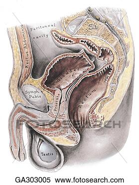 Stock Illustration - male pelvis a 
median section. 
fotosearch - search 
clipart, illustration, 
drawings and vector 
eps graphics images