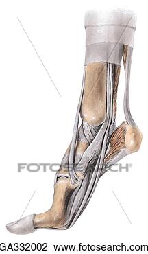 Clip Art - medial ankle and 
foot b foot raised 
as in walking, 
medial view. fotosearch 
- search clipart, 
illustration, 
drawings and vector 
eps graphics images