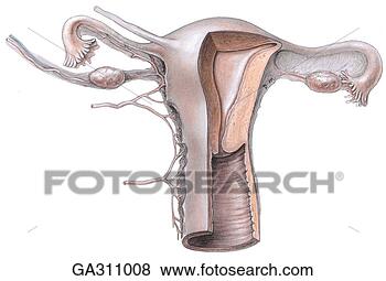 Stock Illustration - uterus and its 
adenexa b blood 
supply, anterior 
view. fotosearch 
- search clipart, 
illustration, 
drawings and vector 
eps graphics images