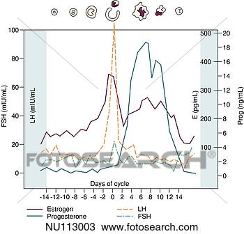 Drawing - chart illustrating 
plasma hormone 
concentrations 
in the normal 
female. fotosearch 
- search clipart, 
illustration, 
drawings and vector 
eps graphics images