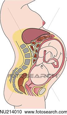 Stock Illustration - crowding of abdominal 
contents late 
in pregnancy. 
fotosearch - search 
clipart, illustration, 
drawings and vector 
eps graphics images