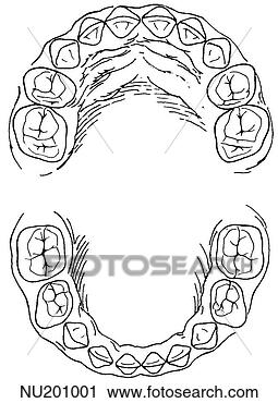 Clipart - illustration of 
a deciduous (baby) 
set of teeth  
top shows superior. 
fotosearch - search 
clipart, illustration, 
drawings and vector 
eps graphics images