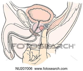 Stock Illustration - sagittal view 
of male urogenital 
area shows anatomical 
relationships. 
fotosearch - search 
clipart, illustration, 
drawings and vector 
eps graphics images