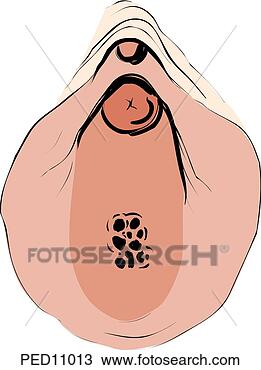 手绘图 - 描述, cribriform, <em>处女膜</em> PED11013 - 抽