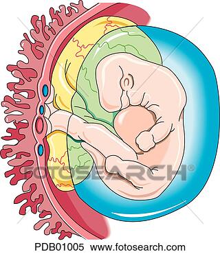 Stock Illustration - schematic showing 
developing fetus 
in amnionic sac 
with placental. 
fotosearch - search 
clipart, illustration, 
drawings and vector 
eps graphics images