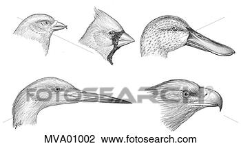Clip Art - beaks. fotosearch 
- search clipart, 
illustration, 
drawings and vector 
eps graphics images