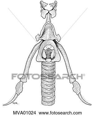 Stock Illustration - hyoid apparatus, 
larynx, and trachea, 
bird. fotosearch 
- search clipart, 
illustration, 
drawings and vector 
eps graphics images