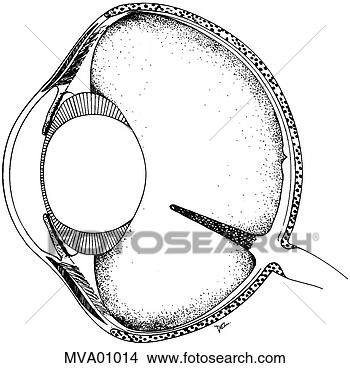 Arquivos de Ilustração - olho,  lacertilian. 
fotosearch - busca 
de ilustrações 
clipeart e desenhos
