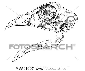 Arquivos de Ilustração - orelha,  galinha. 
fotosearch - busca 
de ilustrações 
clipeart e desenhos