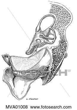 Arquivos de Ilustrações - orelha,  galinha. 
fotosearch - busca 
de ilustrações 
clipeart e desenhos