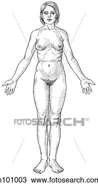 Drawing - female. fotosearch 
- search clipart, 
illustration, 
drawings and vector 
eps graphics images