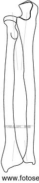 Drawing of Radius & ulna h102063 - Search Clipart, Illustration, Fine