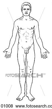 Arquivos de Ilustrações - macho. fotosearch 
- busca de ilustrações 
clipeart e desenhos