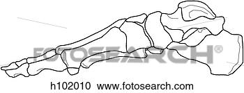 Arquivos de Ilustração - ossos,  pé. fotosearch 
- busca de ilustrações 
clipeart e desenhos
