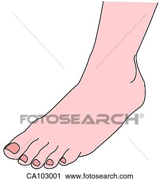 Clipart - ankle and dorsum 
of foot. fotosearch 
- search clipart, 
illustration, 
drawings and vector 
eps graphics images