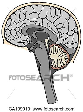 half brain